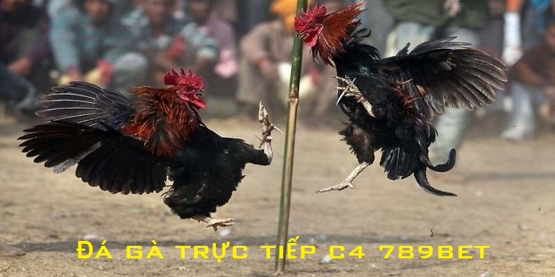 đá gà trực tiếp C4